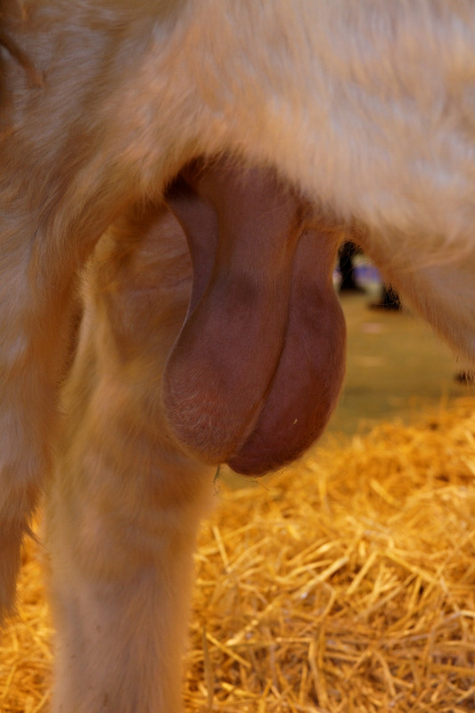 Salon_de_l'agriculture_2011_-_Testicules_d'un_taureau_charolais_-_01 (1)