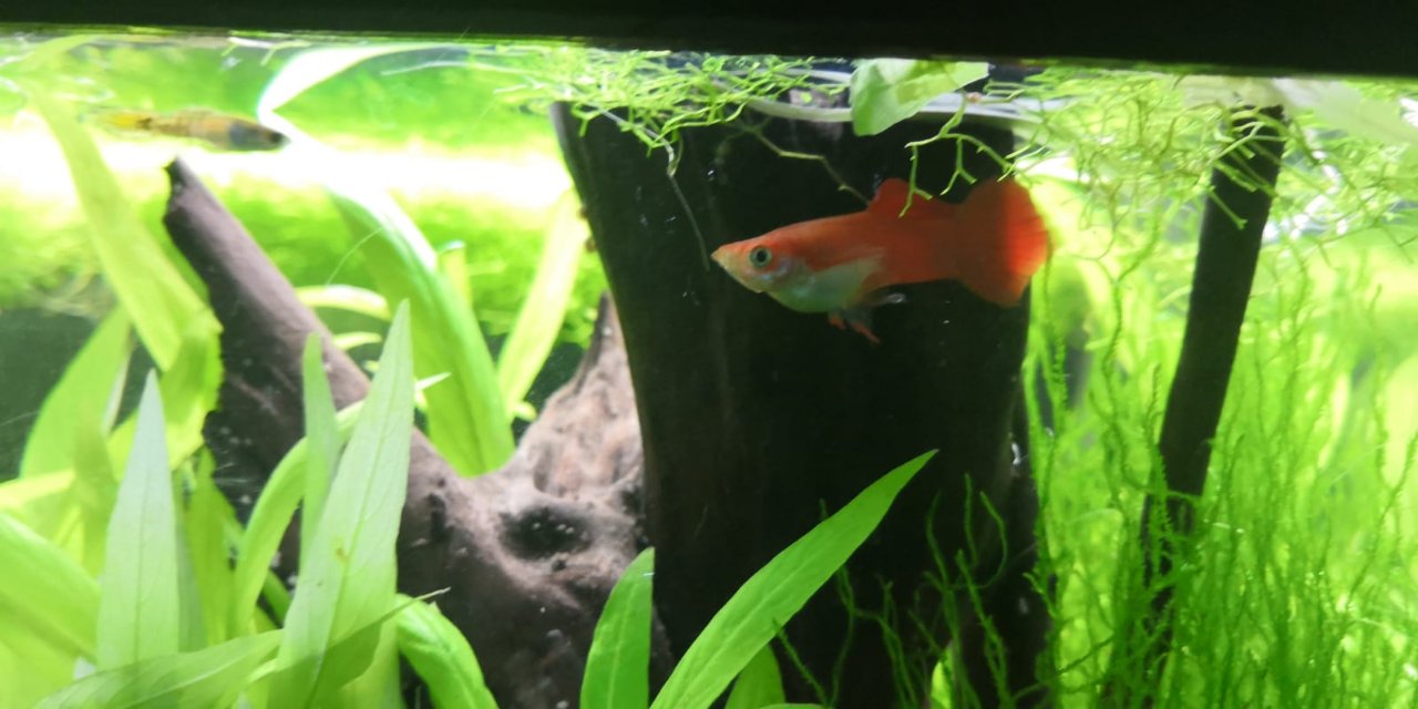 WhatsApp Image 2018-12-27 at 19.53.20 (1)