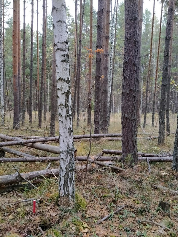 1 гр шиш дубы (102)