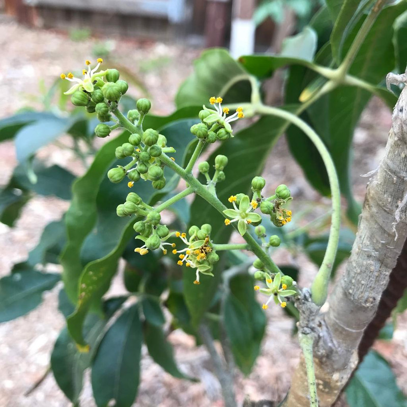 1st White Sapote flowers