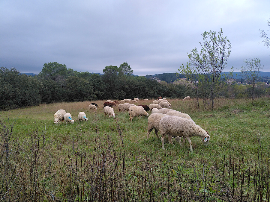 Moutons en train de manger de l'herbe