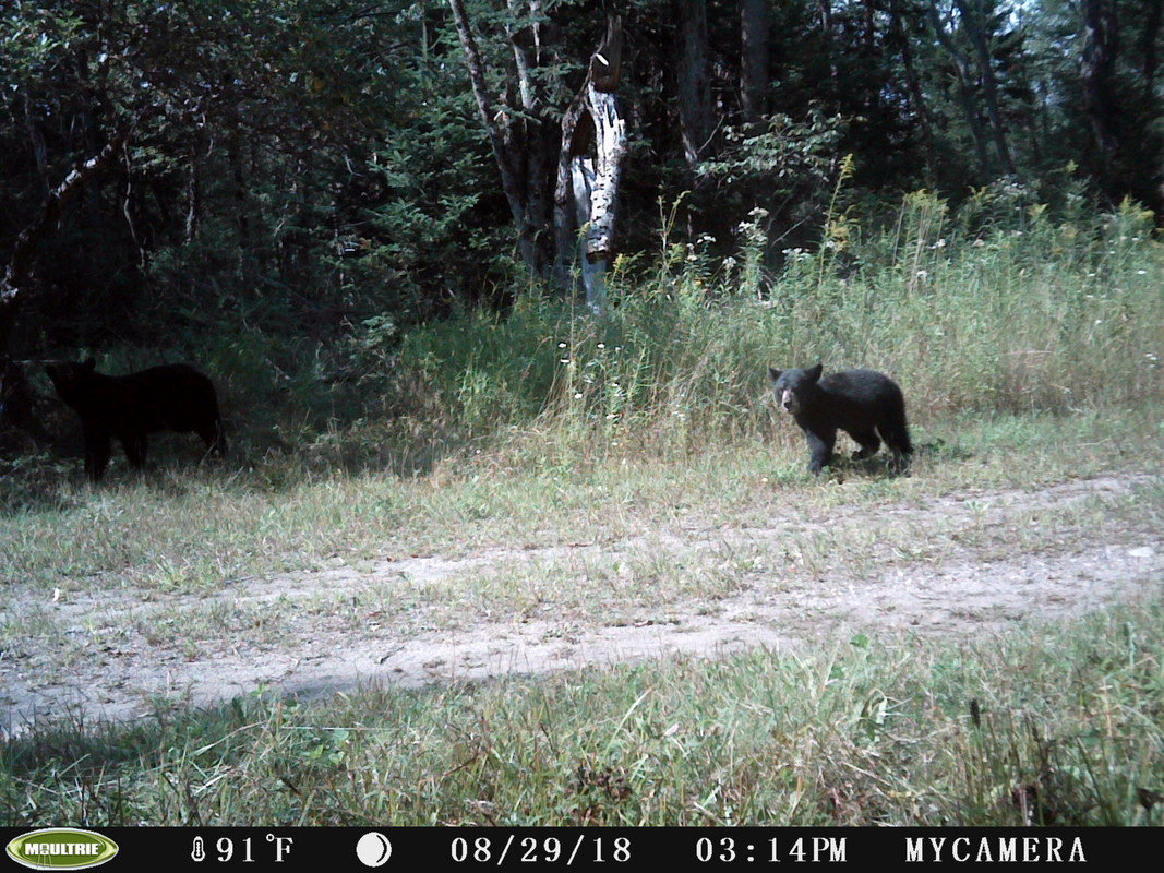 Bear-9-2018