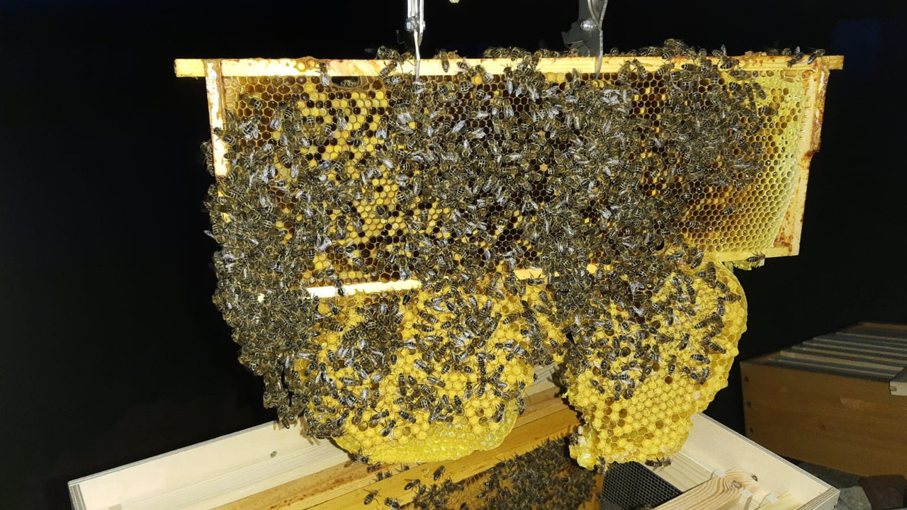 WhatsApp Image 2022-05-20 at 06.49.20(3)