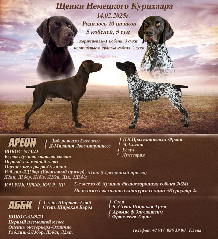 Анонс Абби Ареон