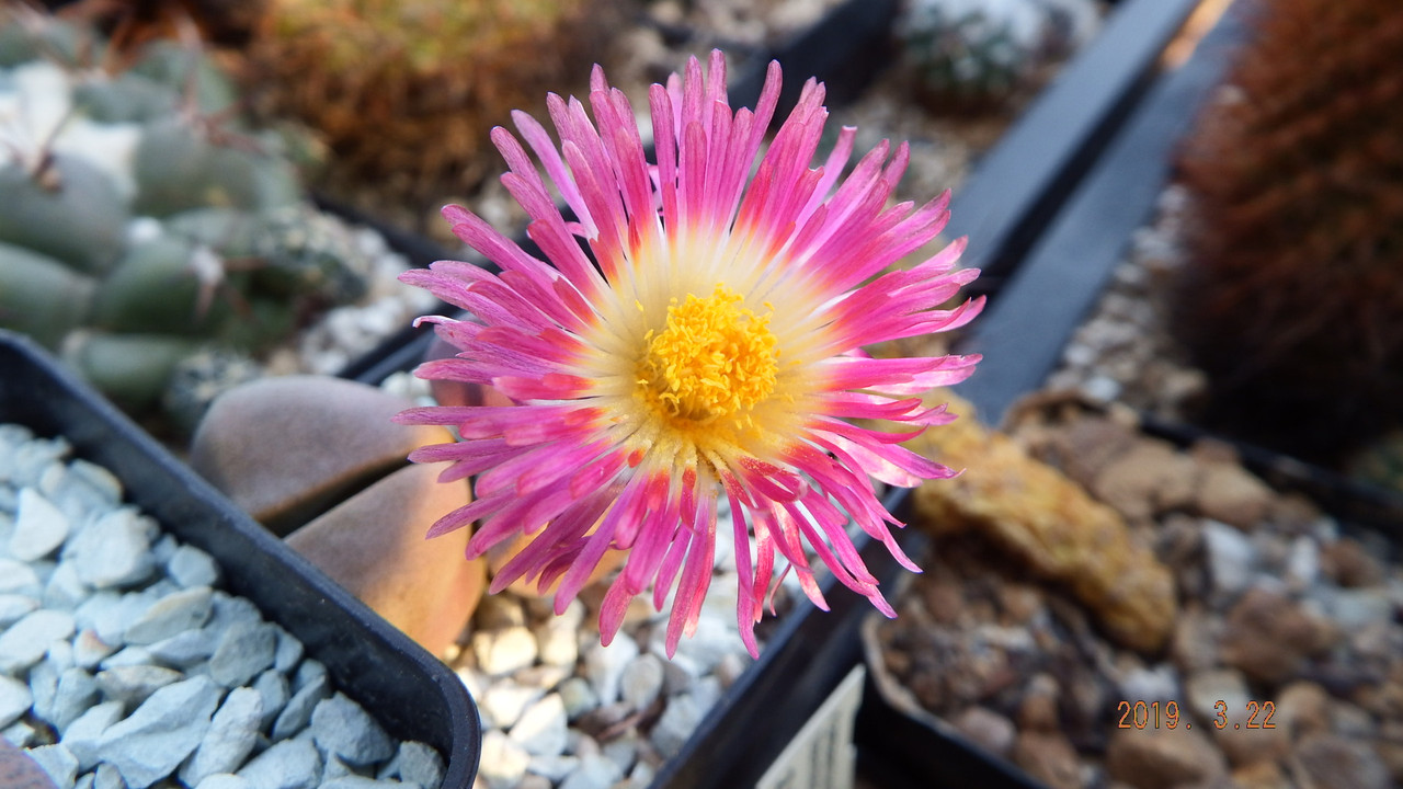 Pleiospilos nelii Royal Flush (7)