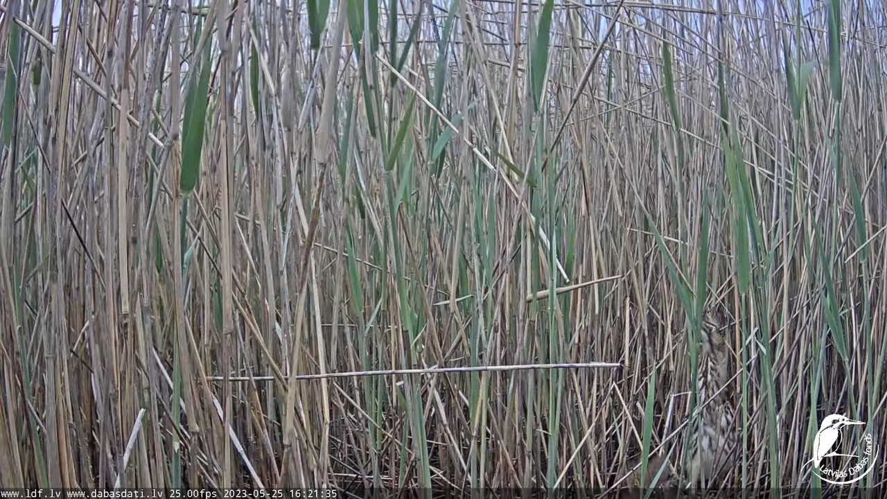 Lielais dumpis (Botaurus stellaris) Engurē - LDF tiešraide 11-17-40 screenshot