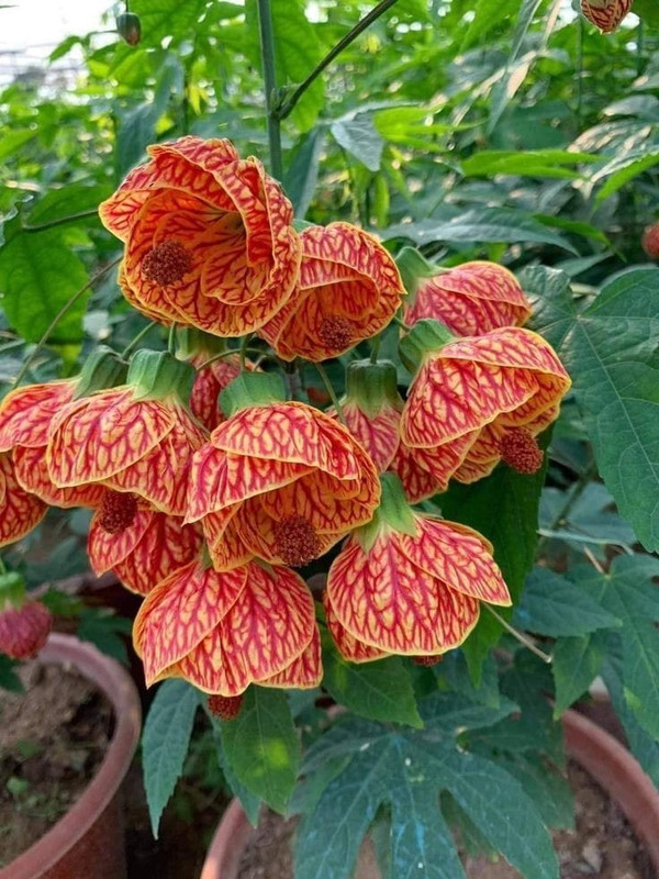 [Image: 417496704-10225404280798783-441491481337...E-PICA.jpg]