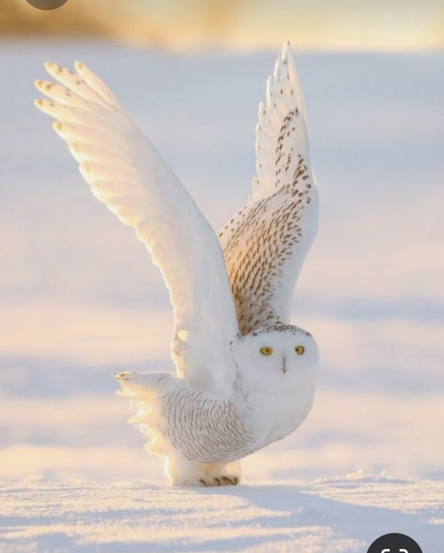 Screenshot_20231023_213900_Pinterest