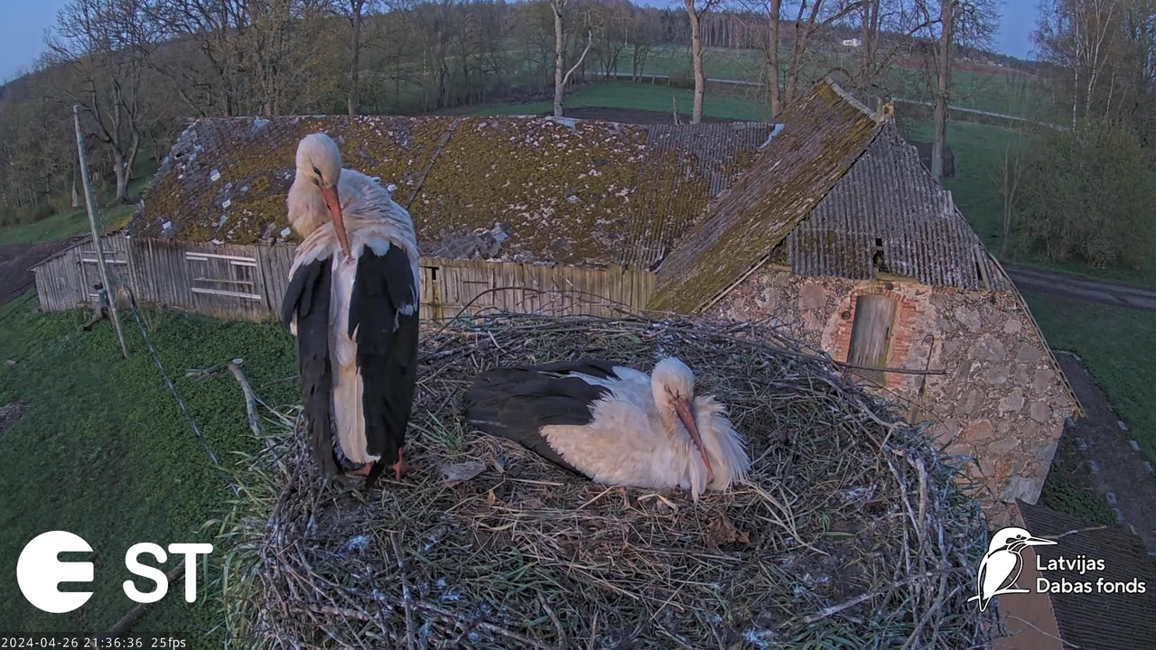 Baltie stārķi (Ciconia ciconia) Tukuma novadā - LDF tiešraide __ White storks in Tukums, Latvia 12-2