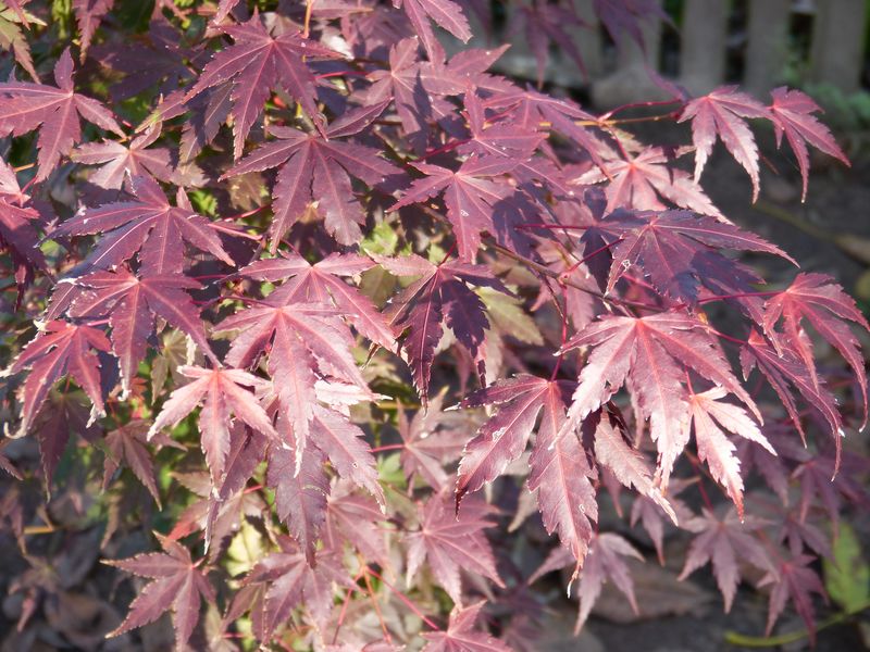 2014-11-02 Herbstärber 3 - Acer palmatum 1