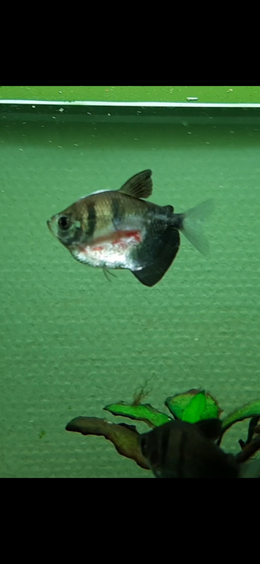 Screenshot_20210102-205834_Video Player