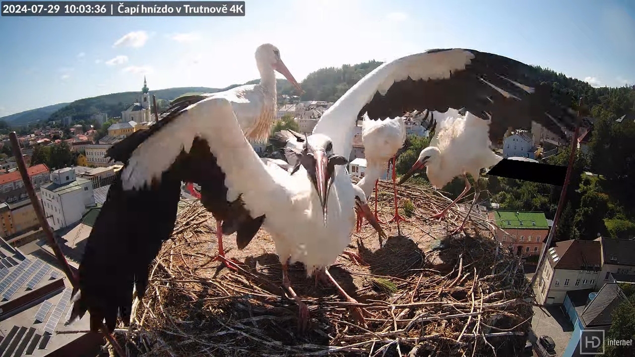 Tiešraidē no stārķa ligzdas uz alus darītavas skursteņa Trutnovā 11-25-56 screenshot