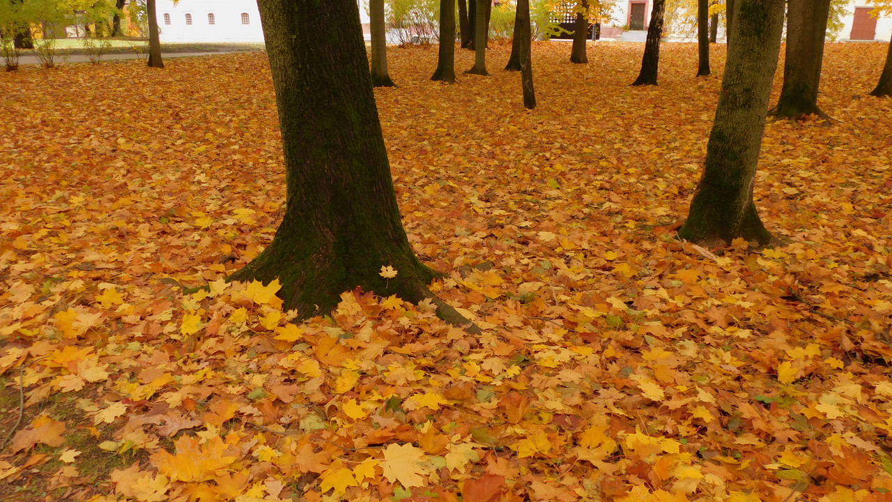 Коломенское с Евлампией ноябрь 2023 039