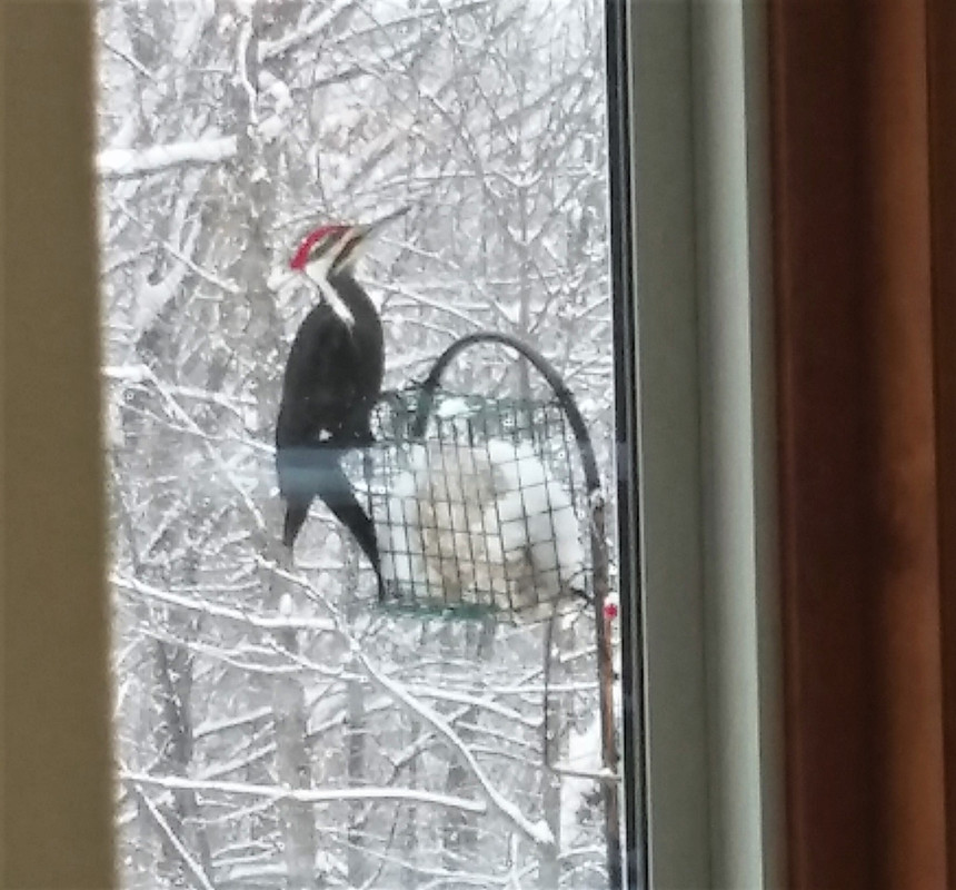 2-11-2017pileated-2