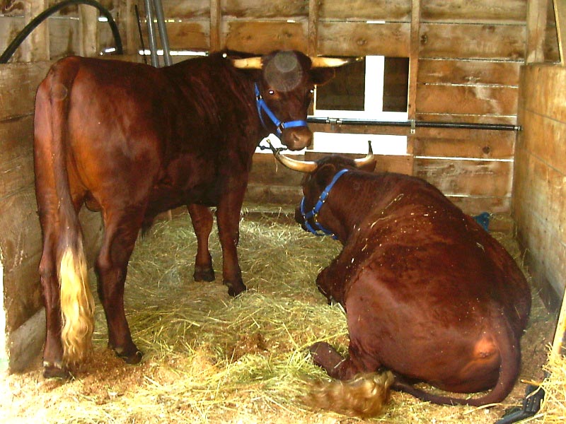 ox stall 2]