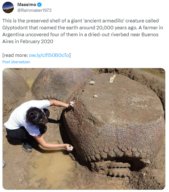 Panzer des Glyptodon Panzer des Glyptodon