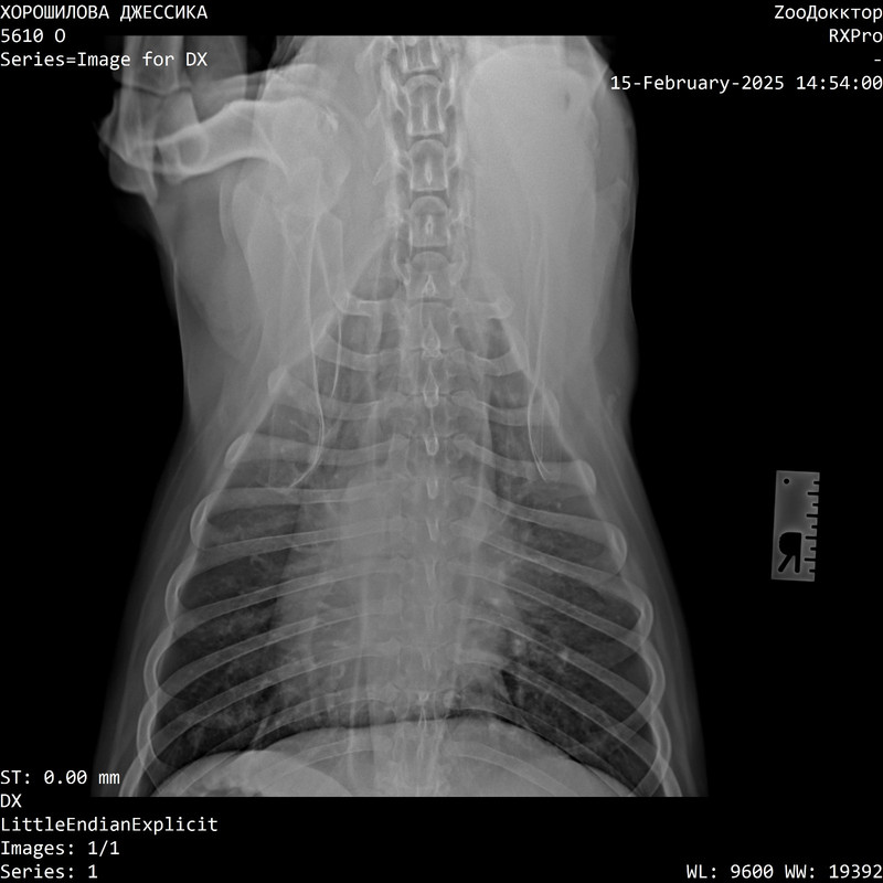 IMG-20250216-WA0003