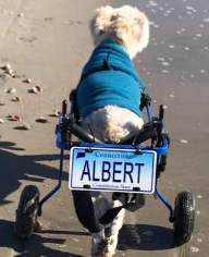 [Image: Albert-on-Wheels.png]