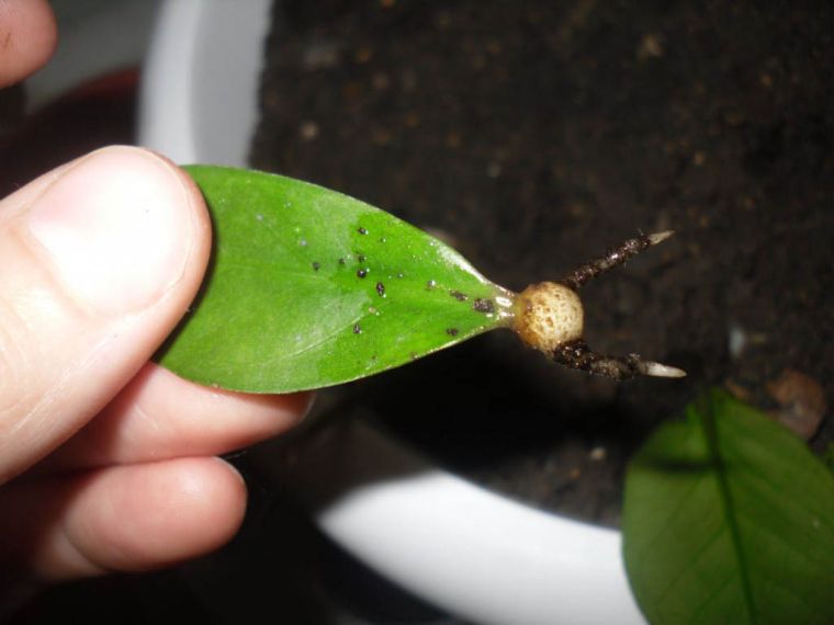 Секреты полива замиокулькаса как не переборщить и не пересушить растение