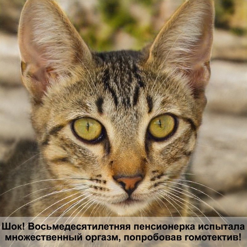 какая кошка самая южная