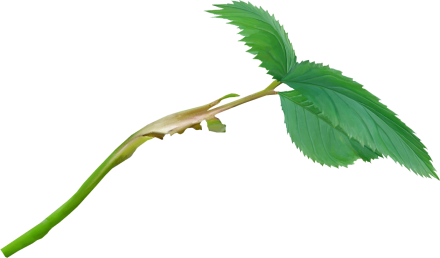Leaves2