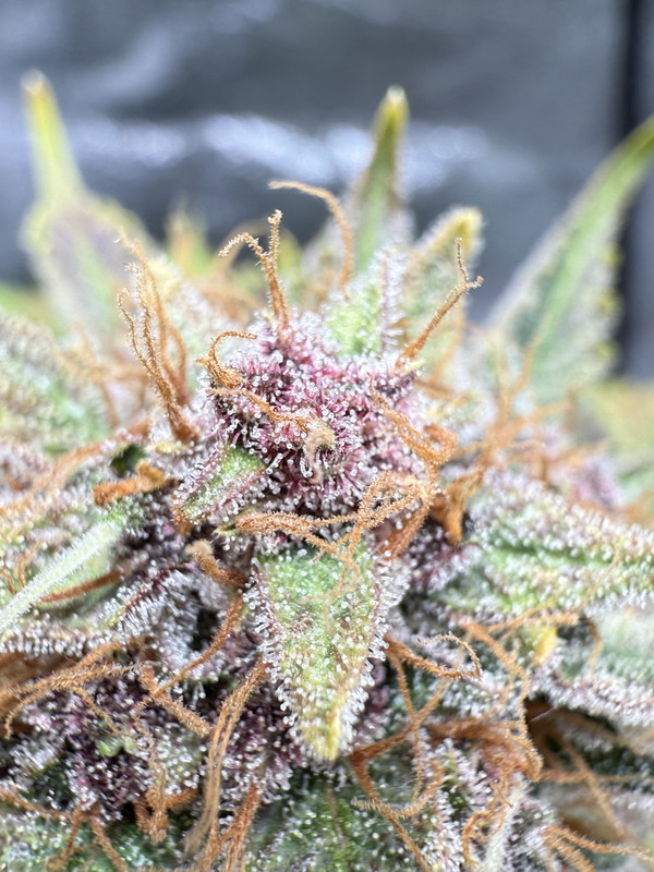 C57784D4-15DB-4C85-963C-91320DDFA04C