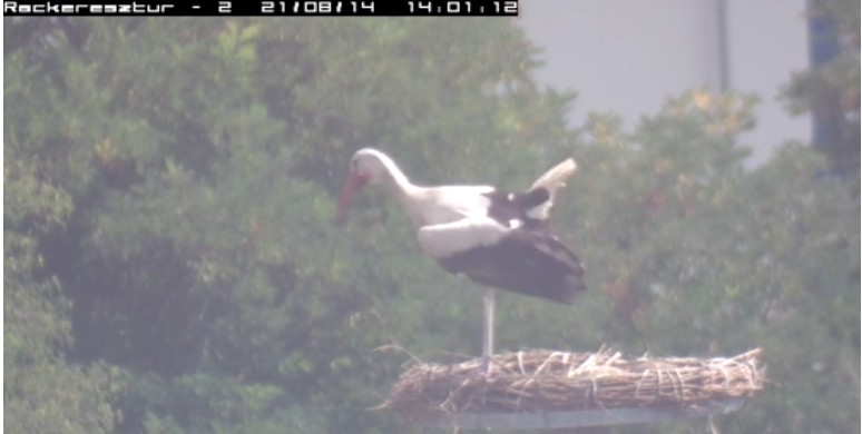 2021-08-14_140457riadózik egyfolytában