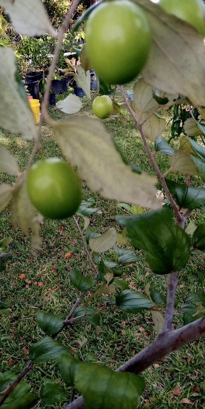 EA9FA5E8-FD6A-45D5-9475-A03DA0EF0BCD