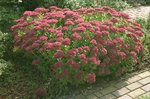 plant-eca20f09c6-n