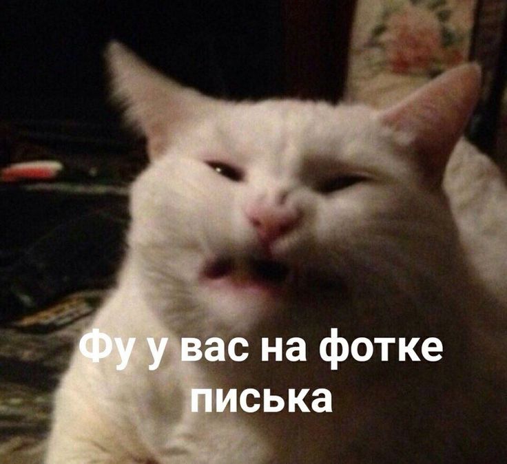 https://i.postimg.cc/7LWkPGJt/140a58a848b441465ec89052bdb615da.jpg