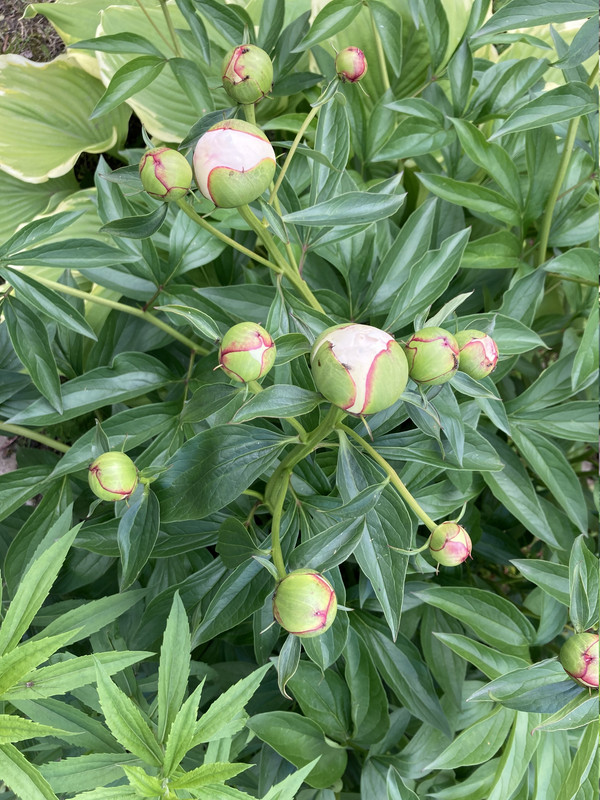 Late bloomers