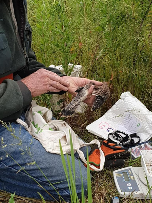 62138140_1165511373610564_5081510927568732160_n