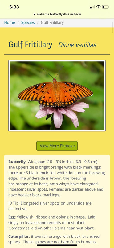 Butterfly-Passion-Vine