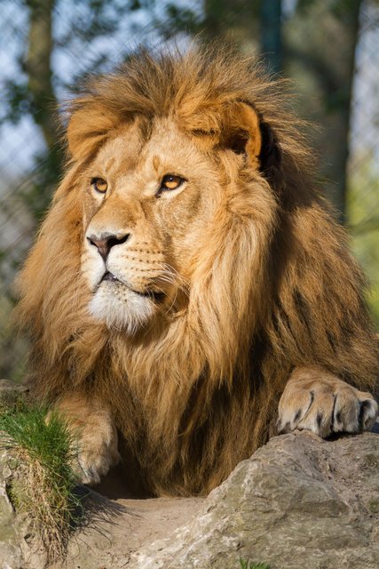 lion-by-fotostyle-schindler-d8qes0c-fullview.jpg