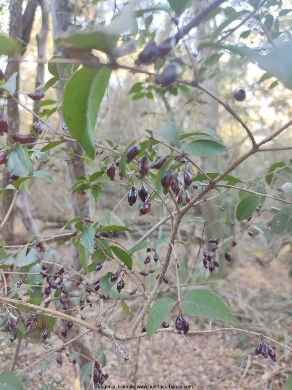 Huertasurbanas_com-5c7ad998-c329-48e4-97f5-65e1344b2a7e.jpeg-20211025_092016Eugenia_hiemalis