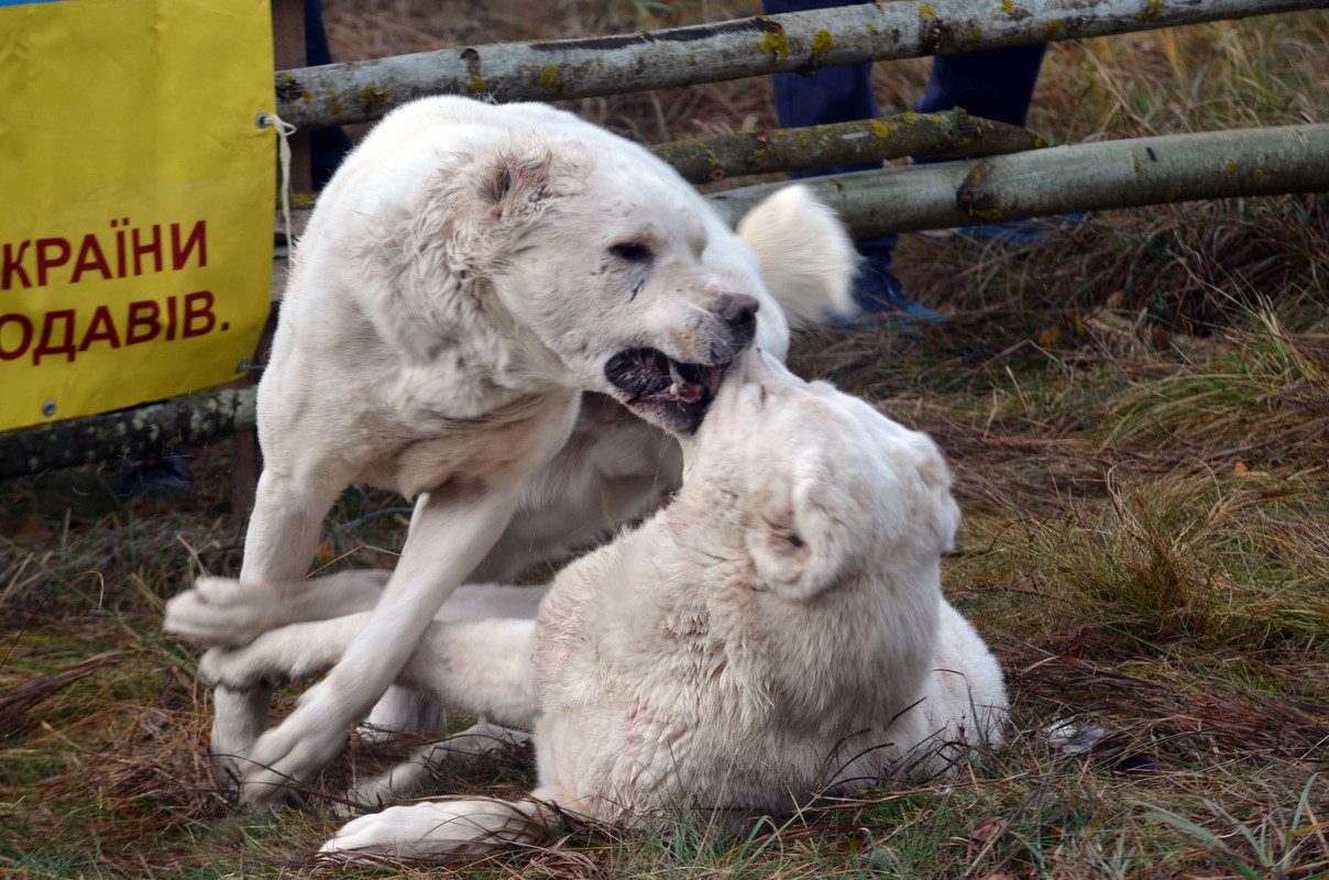 Самурыч-Уран (4)