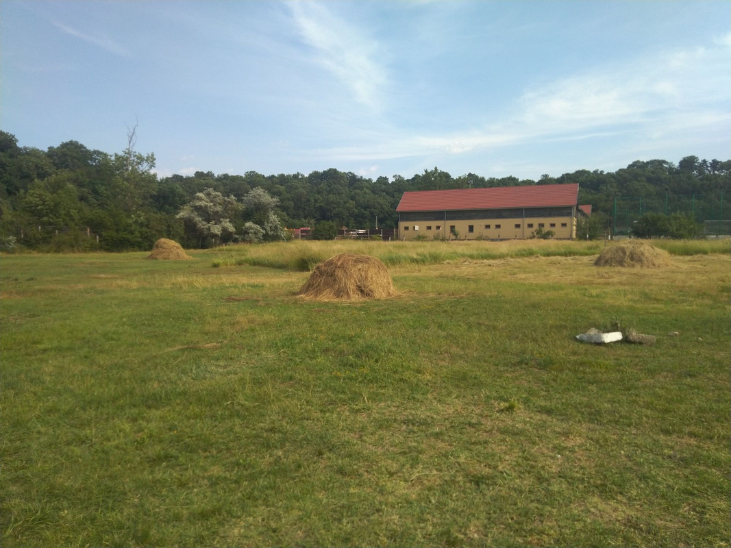 IMG-20210710-164646.jpg