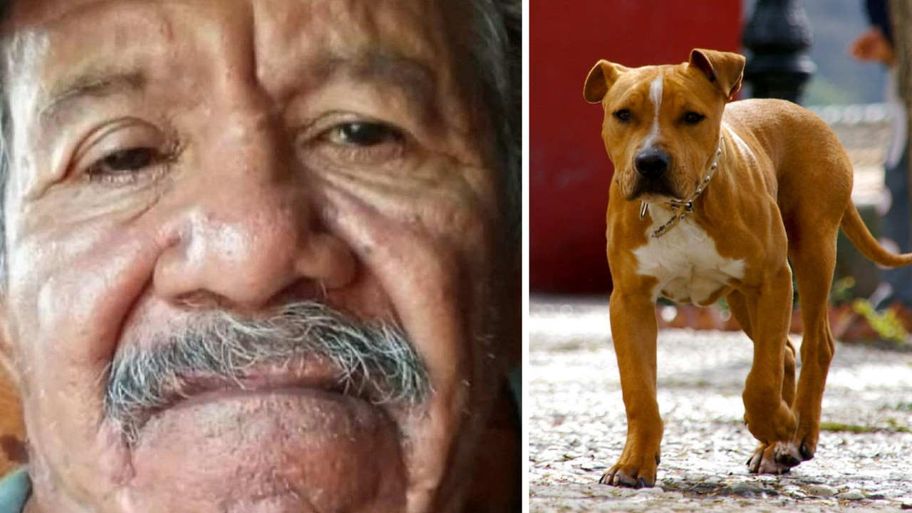 Abuelito muere tras ser atacado por 7 perros mientras caminaba
