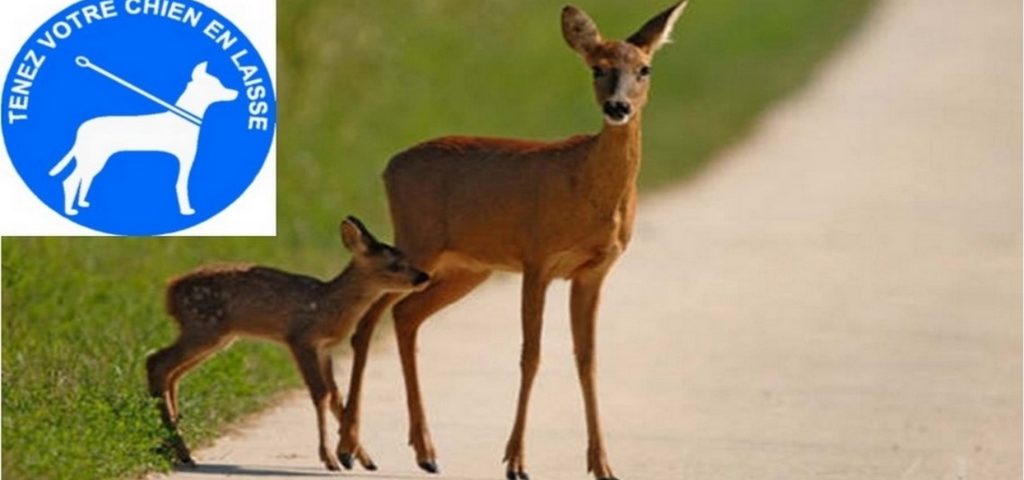 [Image: visuel-chien-en-laisse-1024x480.jpg]