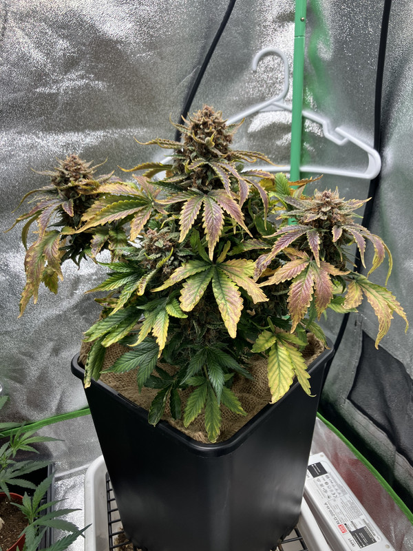 C41FA818-BFDD-4A17-9166-5379614F48E5