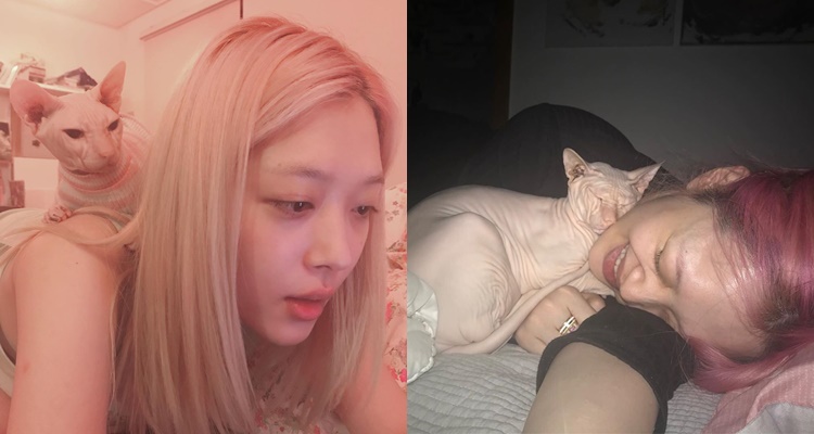 heechul dikatakan telah ambil alih penjagaan kucing sulli