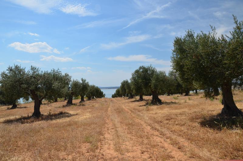 EXTREMADURA Y SUS PUEBLOS -2010-2023 - Blogs de España - EMBALSE DE VALDECAÑAS-2019/2023 (3)