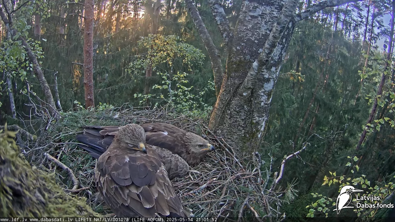 Mazais ērglis (Clanga pomarina), ligzda bērzā 13-6-52 screenshot