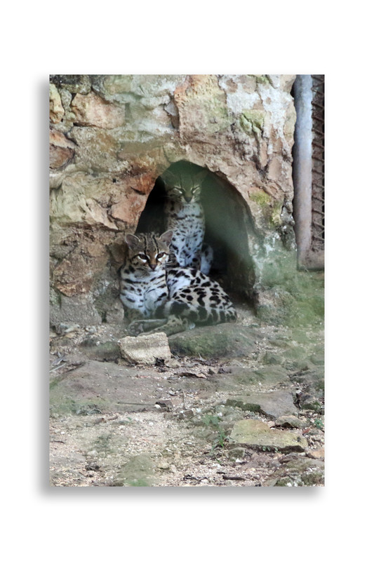 Юкатан. Неделя в декабре 2025