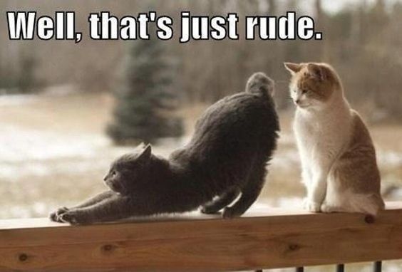 Cat Humor #8