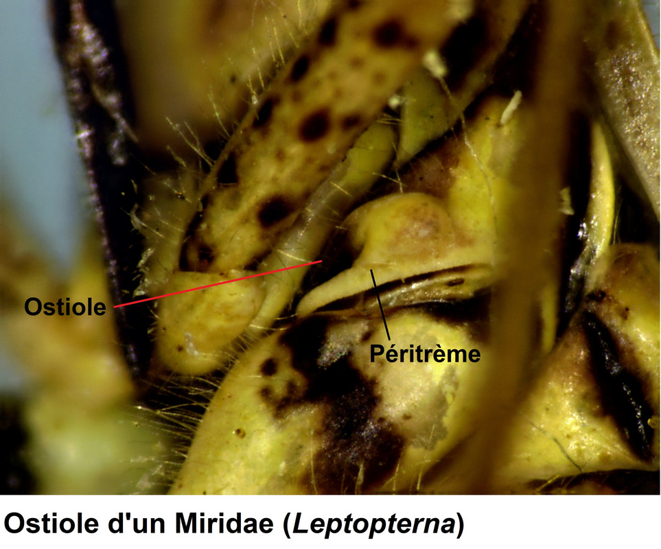 Ostiole-de-Leptopterna