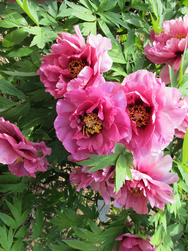 Pfingstrose im Palmengarten