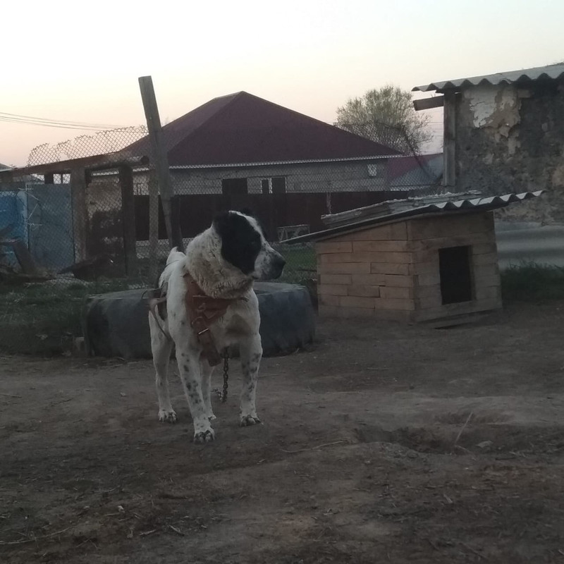 Бузык Мангыстау. Заявлен на второй тур чемпионата Юг России- Зап