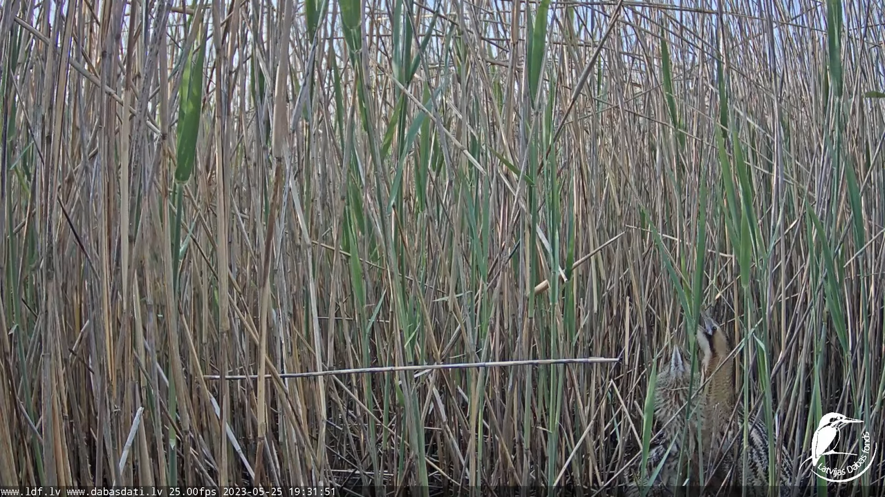 Lielais dumpis (Botaurus stellaris) Engurē - LDF tiešraide 14-27-56 screenshot