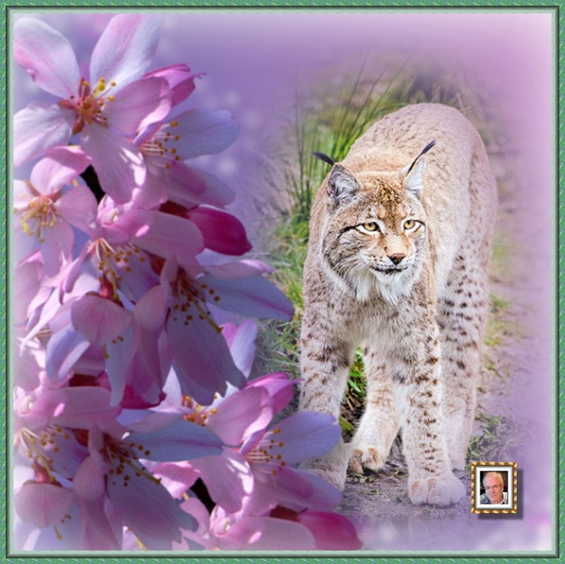 MOOIE-KATER-2